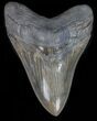 Glossy, Serrated, Megalodon Tooth #40255-1
